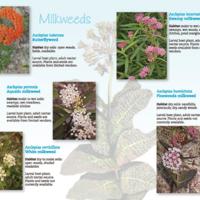Monarchs &amp; Milkweeds