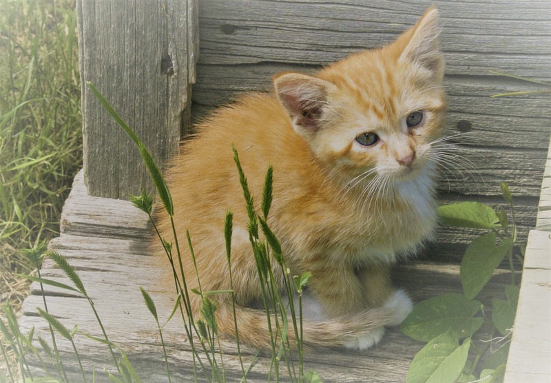 Orange Kitten