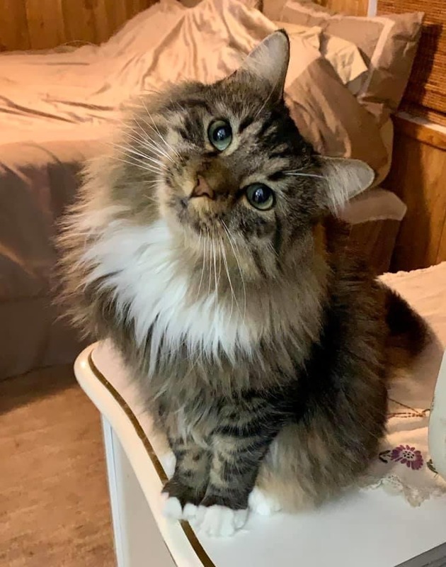 Lee Hong Kong Rådgiver Tabby Maine Coon Mix · The CAT-alogue