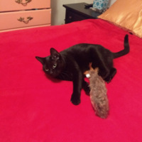 Black cat with toy