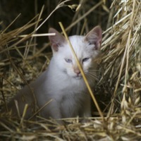 White Barn Kitten