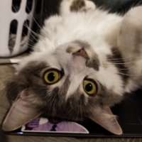 American Longhair Kitten