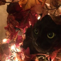 Bombay Cat in Fall Tree