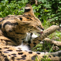 Serval Cat