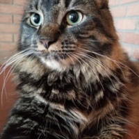 Tabby Maine Coon Mix