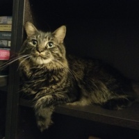 Tabby Maine Coon Mix