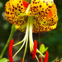 Turk's Cap Lily.jpg