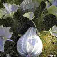 Cucurbita_argyrosperma_1.jpg