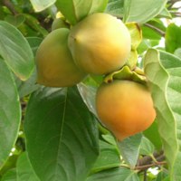 Oriental Persimmon<br /><br />
<br /><br />
Scientific Name:  (Diospyros kaki)