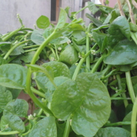 Malabar Spinach<br /><br />
Scientific Name: Basella alba