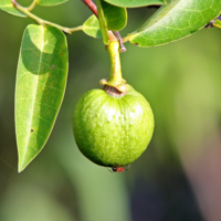 Pond Apple.jpg