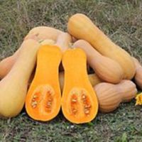 Butternut Squash<br /><br />
Scientific Name: Cucurbita moschata &#039;Butternut&#039;