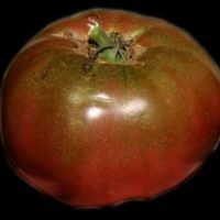 Cherokee Purple Tomato<br /><br />
Scientific Name: Solanum lycopersicum &#039;Cherokee Purple&#039;