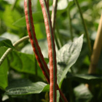 CSIRO_ScienceImage_3264_Cowpea_pods.jpg