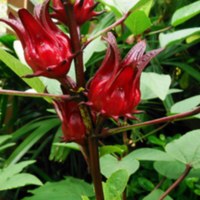 Roselle_(Hibiscus_sabdariffa)_5.jpg