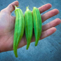 Okra, Clemson spineless<br /><br />
Scientific Name: Abelmoschus esculentus