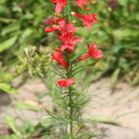 Standing cypress.jpg