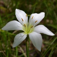 Atamasco Lily.jpg