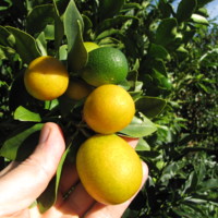 Meiwa kumquat<br /><br />
Scientific name: Fortunella crassifolia