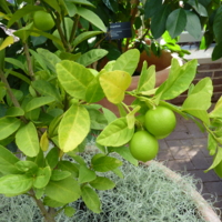 Citrus_aurantiifolia_'Mexican'_-_Key_lime.jpg