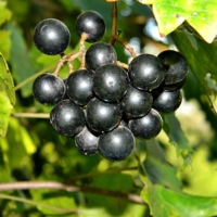 Muscadine Grape<br /><br />
<br /><br />
Scientific name: Vitis rotundifolia