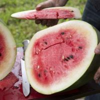 Florida Favorite Watermelon<br /><br />
Scientific name: Citrullus lanatus