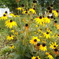 Orange Coneflower.jpg