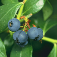 Gulf Coast Blueberry<br /><br />
Scientific Name: Vaccinium corymbosum