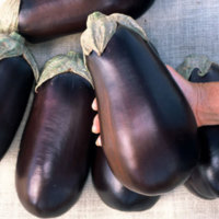 Florida high bush eggplant.jpg