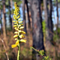 Yellow Colicroot.jpg