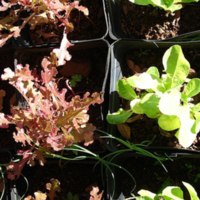 Red Oak Leaf Lettuce<br /><br />
Scientific Name: Lactuca sativa