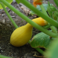 Yellow Crookneck Squash<br /><br />
Scientific name: Cucurbita pepo