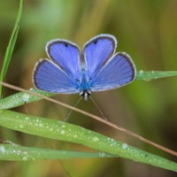 Ceraunus Blue 