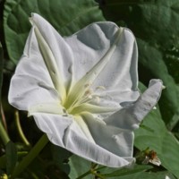 Moonflower