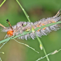 Tussock Moth Caterpillar