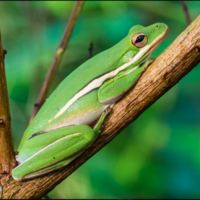 Green Treefrog 