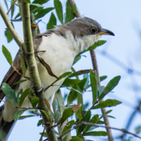 Yellow-billed Cuckoo