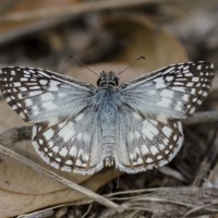 Tropical Checkered Skipper