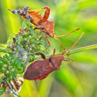 Leaf-footed Bugs on a Plant Stem