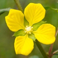 Yellow Primrose Willow