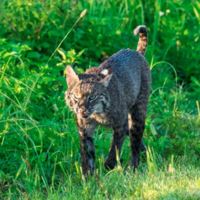 Bobcat / Lynx