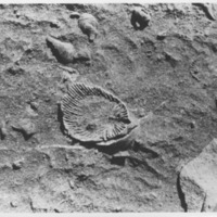 HM_20210412_fossilinlimestone_4.png