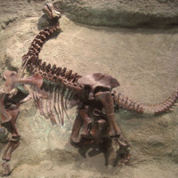 Camarasaurus