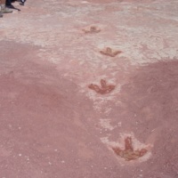 Moenave Formation Dinosaur Tracks