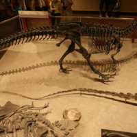 JK_2021April7_Allosaurus_1.jpg