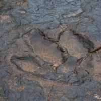 Bull Canyon Dinosaur Tracks