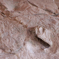 Camarasaurus skull in the quarry