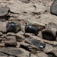 Collection of various cylindrical black shaped bones scattered on the ground 