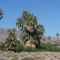 Oasis of Mara Palms