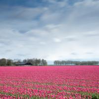 Netherland Tulip Fields